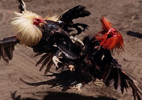20 facts about cockfighting|Cockfighting in the Philippines: What it was like.